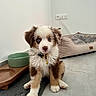 puppy, dog, blue_eyes, fluffy, cute, pet, indoor, floor, mat, dog_bed, water_bowl, collar, adorable, fur, animal, sitting, young, brown_and_white, curious, clean
