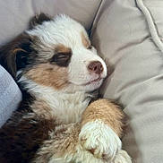 Aïko a rejoint le concours — aidez-le/la à gagner de superbes lots ! puppy, dog, sleeping, fur, cute, cozy, resting, paw, animal, pet, fluffy, closeup, indoors, cushion, soft, adorable, peaceful, young, nose, relaxation