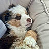 puppy, dog, sleeping, fur, cute, cozy, resting, paw, animal, pet, fluffy, closeup, indoors, cushion, soft, adorable, peaceful, young, nose, relaxation