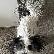 Havana is registered to the contest to win money with this photo: animal, black_and_white, cabinet, canine, carpet, curious, cute, dog, ears, facing_camera, fluffy, fur, home, indoor, jar, looking, pet, portrait, small_dog, tail