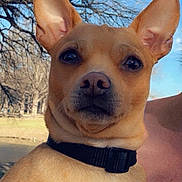 Romeo is registered to the contest to win money with this photo: dog, pet, animal, tan_dog, ears, collar, outdoor, nature, tree, leafless_tree, sky, closeup, portrait, canine, muzzle, brown_fur, white_chest, daylight, serious_expression, park