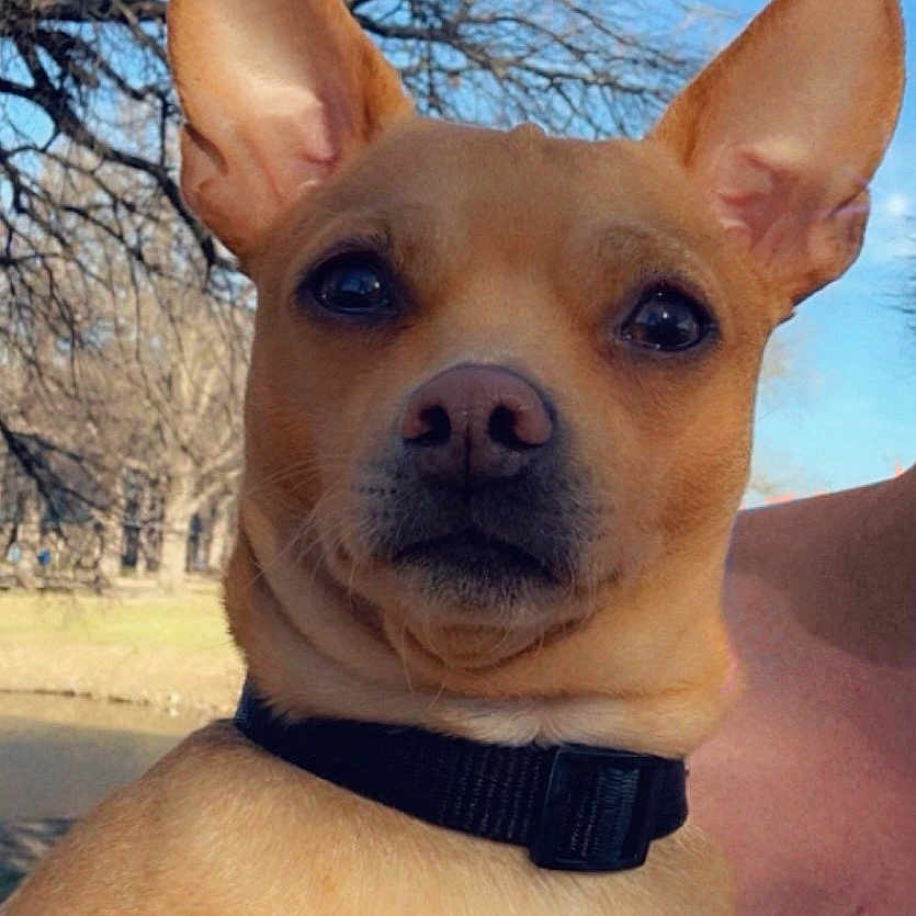 Romeo is registered to the contest to win money with this photo: animal, brown_fur, canine, closeup, collar, daylight, dog, ears, leafless_tree, muzzle, nature, outdoor, park, pet, portrait, serious_expression, sky, tan_dog, tree, white_chest