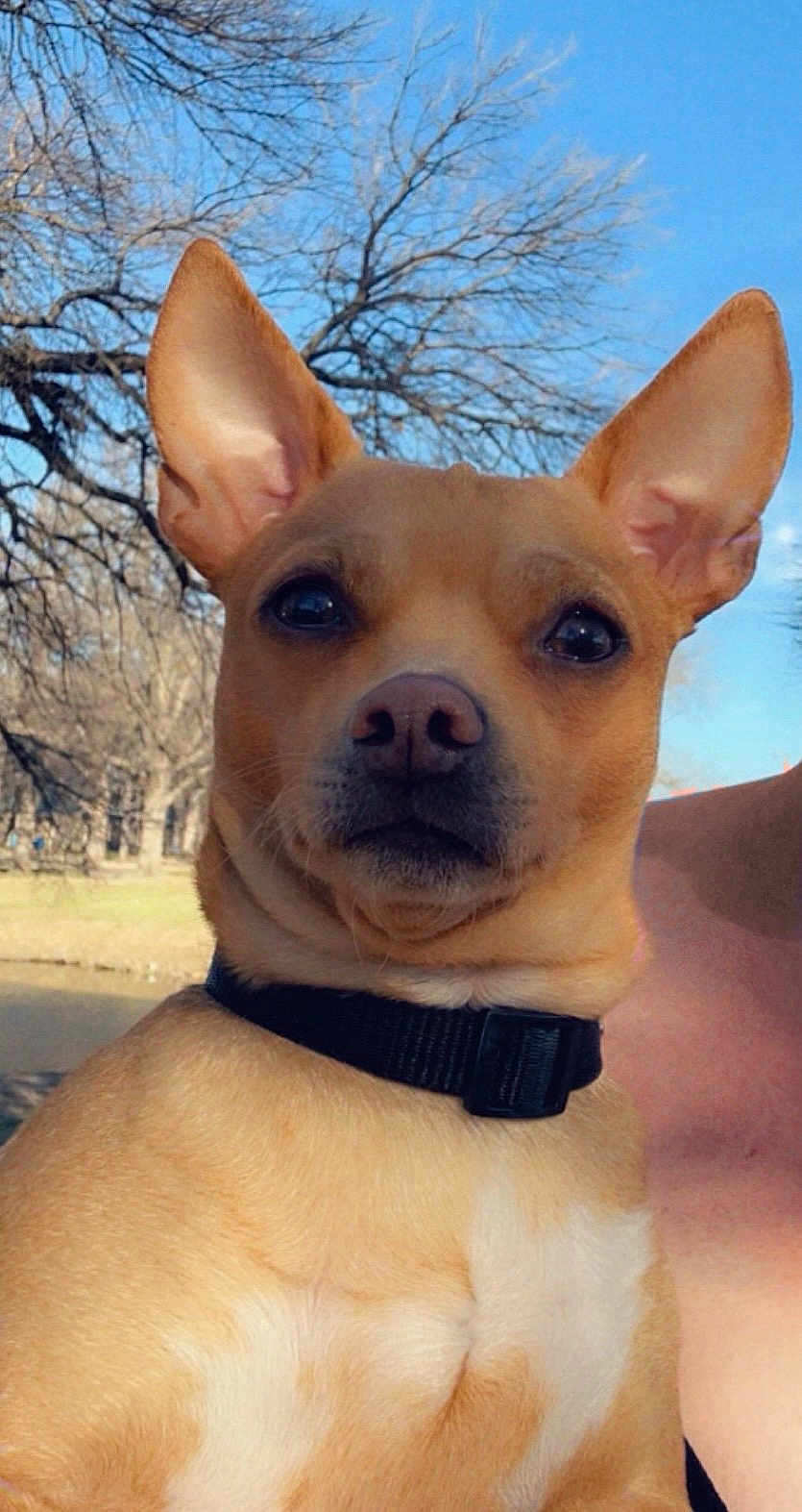 Romeo is registered to the contest to win money with this photo: dog, pet, animal, tan_dog, ears, collar, outdoor, nature, tree, leafless_tree, sky, closeup, portrait, canine, muzzle, brown_fur, white_chest, daylight, serious_expression, park