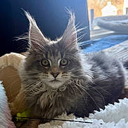 Brynley joined the competition — help win amazing prizes! cat, maine_coon, fluffy, ears, whiskers, bed, blanket, toy, indoor, natural_light, window, fur, pet, animal, relaxed, cozy, closeup, muzzle, curious, feline