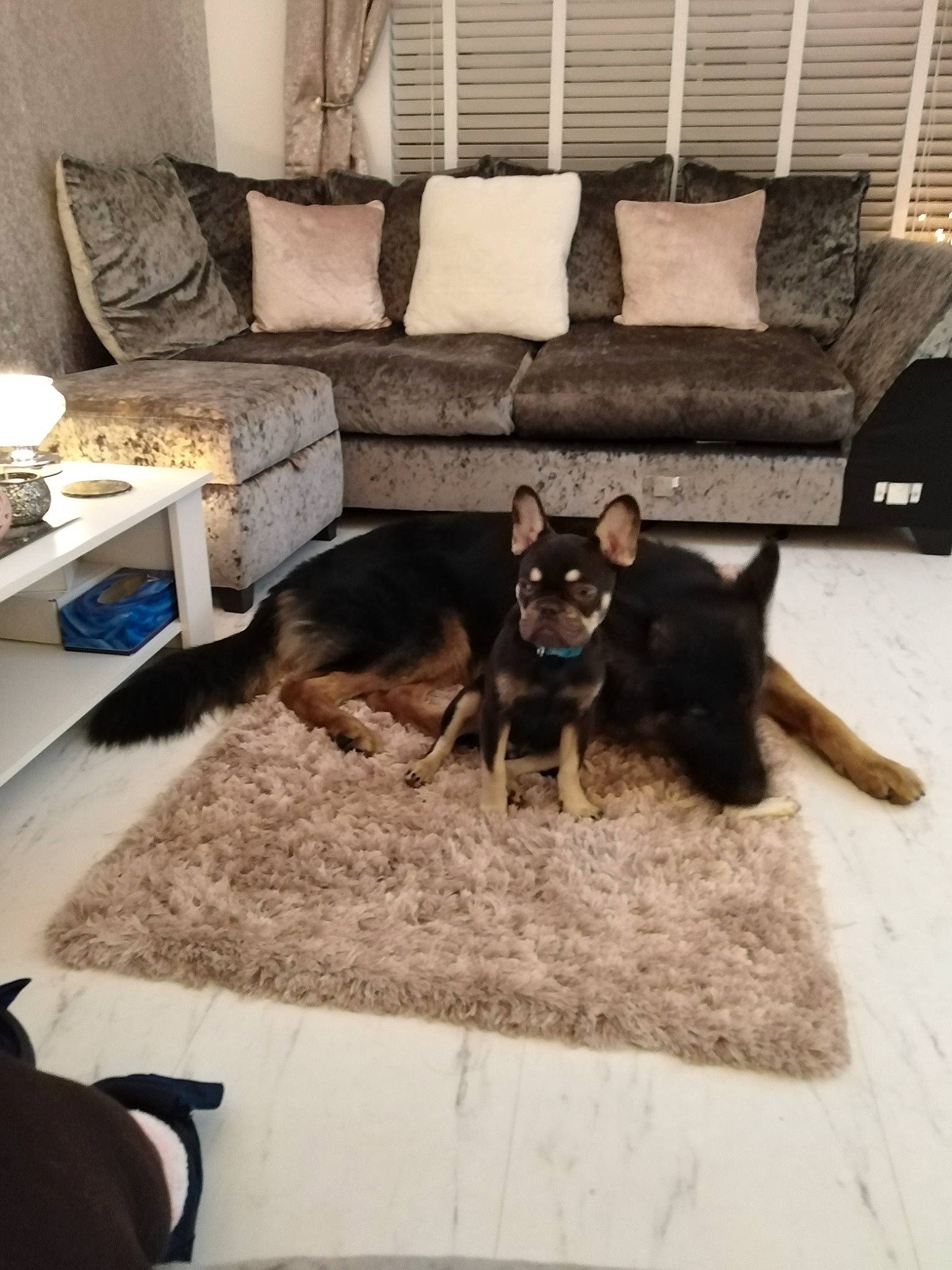 Kingston joined the competition — help win amazing prizes! carnivore, comfort, companion_dog, couch, dog, dog_breed, floor, flooring, furniture, hardwood, interior_design, living_room, pillow, room, snout, studio_couch, table, vertebrate, wood, working_animal