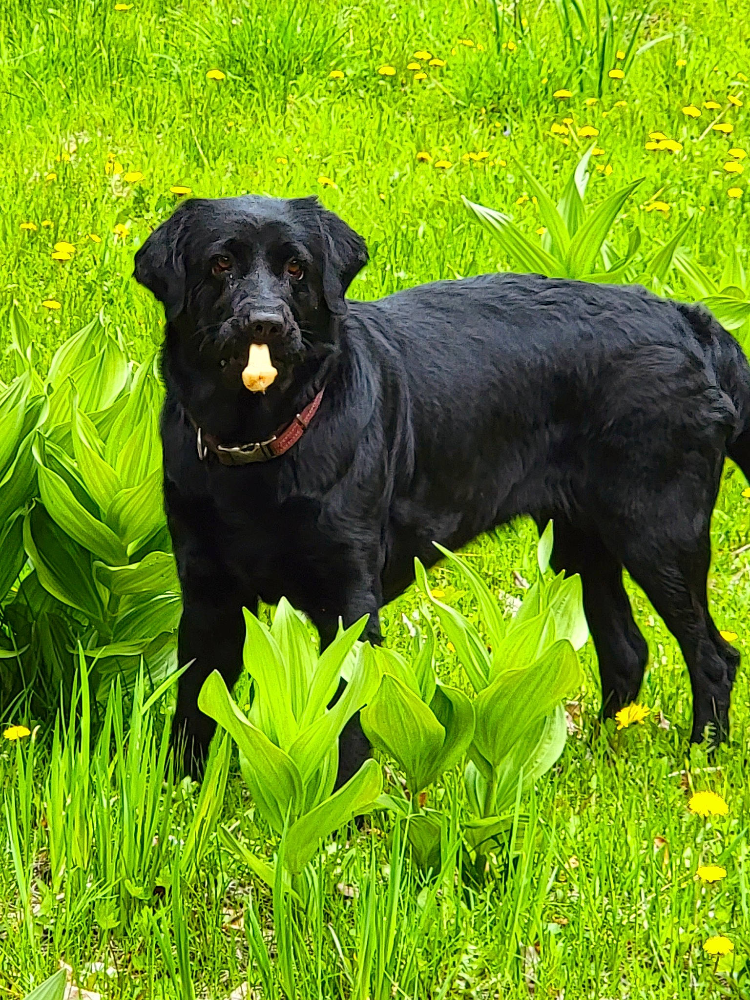 Dahlia joined the competition — help win amazing prizes! annual_plant, borador, canidae, carnivore, companion_dog, dog, dog_breed, dog_collar, grass, grassland, groundcover, gun_dog, hunting_dog, plant, sporting_group, terrestrial_animal, working_animal