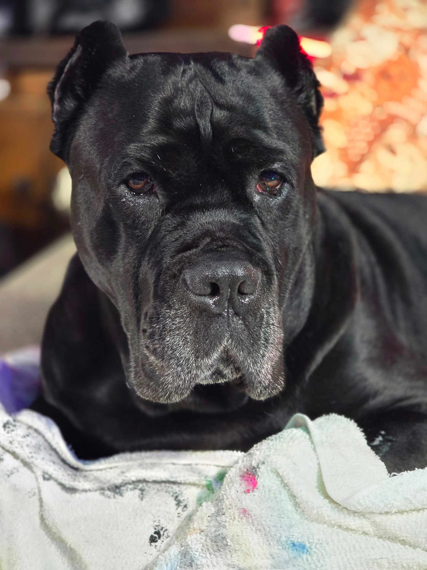 Jaxx joined the competition — help win amazing prizes! dog, black_dog, portrait, close_up, indoor, pet, animal, canine, fur, ears, towel, paint_stains, cozy, relaxed, companion, face, expression, soft_light, background, domestic