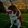 Lucky a rejoint le concours — aidez-le/la à gagner de superbes lots ! animal, bare_trees, canine, daylight, dog, field, fur, grass, greenery, landscape, nature, outdoor, park, pet, scenery, sitting, sky, sunset, tongue_out, tree