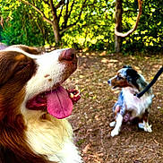 Lucky a rejoint le concours — aidez-le/la à gagner de superbes lots ! animal, background_blur, black_and_white, brown_and_white, canine, closeup, daylight, dog, forest, fur, happy, leash, nature, outdoor, panting, pet, sitting, sunlight, tongue_out, trees