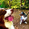 animal, background_blur, black_and_white, brown_and_white, canine, closeup, daylight, dog, forest, fur, happy, leash, nature, outdoor, panting, pet, sitting, sunlight, tongue_out, trees