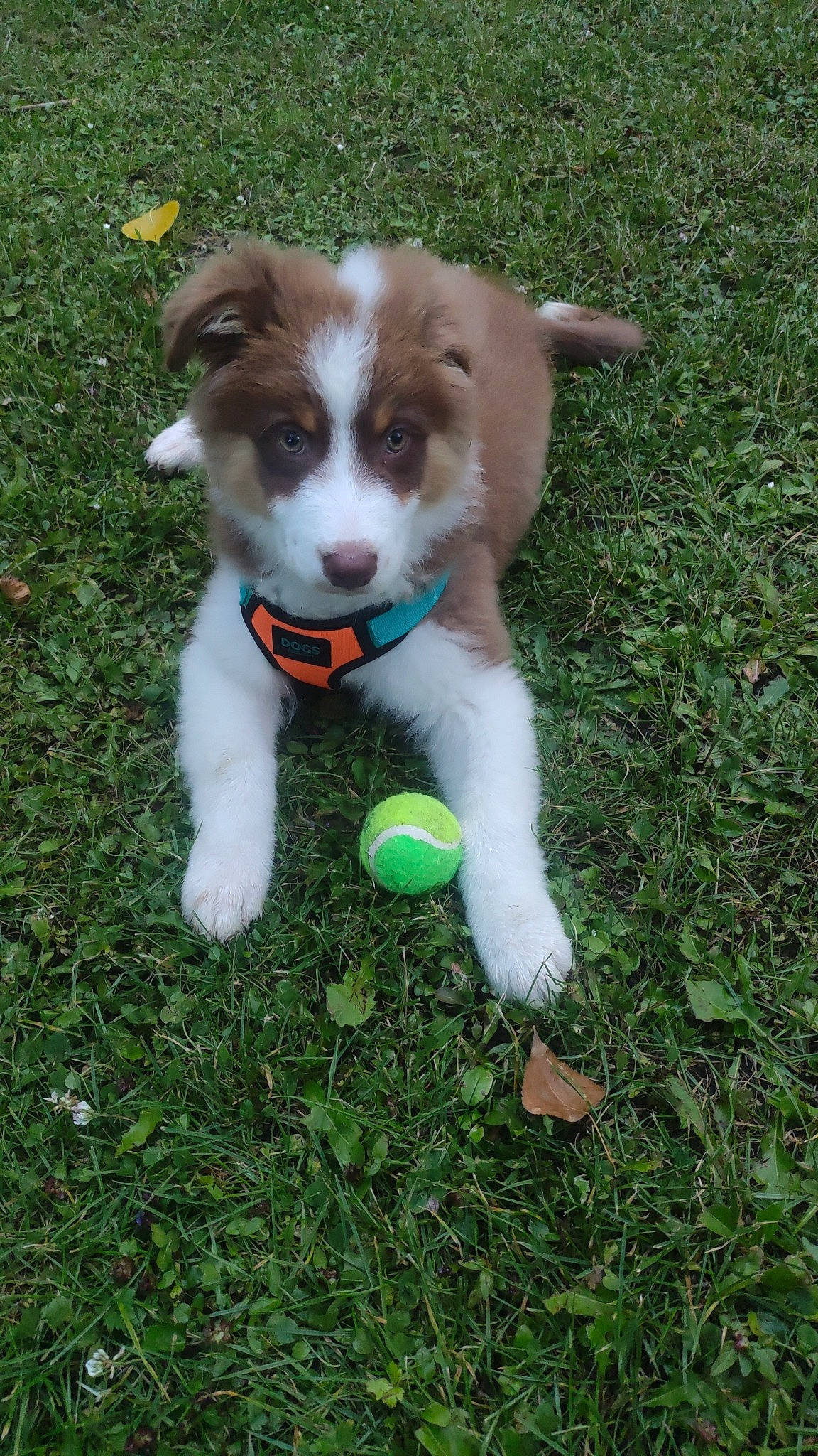 Lucky participe au concours pour gagner de l'argent avec cette photo : ancient_dog_breeds, canidae, carnivore, companion_dog, dog, dog_breed, grass, herding_dog, lawn, paw, puppy, snout, sporting_group, tail, terrestrial_animal, working_dog
