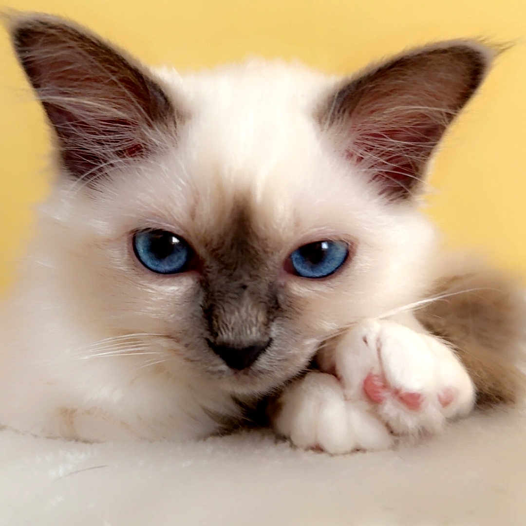 Aya participe au concours pour gagner de l'argent avec cette photo : animal, blue_eyes, cat, close_up, cute, domestic_cat, ears, face, fluffy, fur, indoor, kitten, paw, pet, portrait, resting, soft, whiskers, yellow_background, young