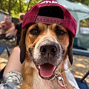 Canelle a rejoint le concours — aidez-le/la à gagner de superbes lots ! dog, cap, outdoor, happy, tongue_out, blurred_background, people, greenery, summer, pet, animal, closeup, leash, canine, smiling, nature, relaxed, sunlight, headwear, portrait