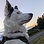 Ulia a rejoint le concours — aidez-le/la à gagner de superbes lots ! animal, blue_eyes, calm, canine, countryside, dog, fluffy_fur, grass, harness, nature, outdoor, pet, profile, road, serene, sky, sunset, trees, walking, white_dog