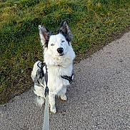 Ulia participe au concours pour gagner de l'argent avec cette photo : alert, animal, black_fur, blue_eyes, border_collie, canine, companion, cute, daylight, dog, fur, grass, leash, nature, outdoor, path, pet, sitting, walk, white_fur