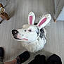 Ulia a rejoint le concours — aidez-le/la à gagner de superbes lots ! animal, black_spots, bunny_ears, canine, costume_accessory, curious_expression, cute, dog, domestic, ears, fluffy, furniture_legs, human_feet, indoor, looking_up, pet_costume, playful, slippers, white_fur, wooden_floor