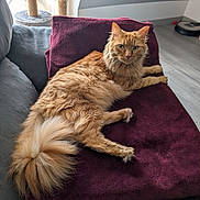 Kurama participe au concours pour gagner de l'argent avec cette photo : animal, blanket, cat, cat_tree, couch, cozy, daylight, floor, fluffy_cat, furniture, home, indoor, looking, orange_cat, pet, purple_blanket, relaxed, tail, whiskers, window