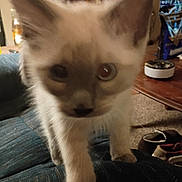 Smiitty joined the competition — help win amazing prizes! animal, background, blurred, brown, cat, close_up, couch, cozy, curious, domestic, furniture, home, indoor, kitten, living_room, paw, pet, slippers, table, white