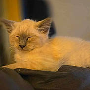 Smiitty is registered to the contest to win money with this photo: kitten, cat, sleeping, fluffy, cream_colored, pet, indoor, cozy, cushion, resting, cute, animal, feline, closeup, soft_light, young_cat, domestic_cat, relaxed, portrait, furry