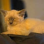 kitten, cat, sleeping, fluffy, cream_colored, pet, indoor, cozy, cushion, resting, cute, animal, feline, closeup, soft_light, young_cat, domestic_cat, relaxed, portrait, furry