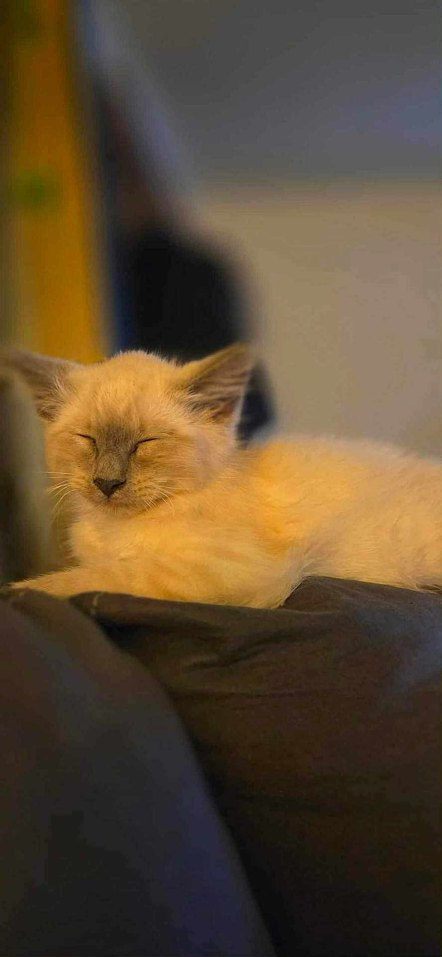 Smiitty is registered to the contest to win money with this photo: kitten, cat, sleeping, fluffy, cream_colored, pet, indoor, cozy, cushion, resting, cute, animal, feline, closeup, soft_light, young_cat, domestic_cat, relaxed, portrait, furry