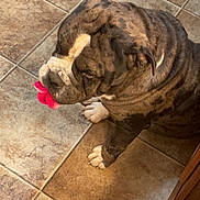 Monsta joined the competition — help win amazing prizes! bulldog, dog, brindle, pet, indoor, tile_floor, toy, pink_toy, animal, mammal, companion_animal, sitting, cute, playful, domestic_dog, floor, paw, snout, fur, portrait