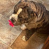 bulldog, dog, brindle, pet, indoor, tile_floor, toy, pink_toy, animal, mammal, companion_animal, sitting, cute, playful, domestic_dog, floor, paw, snout, fur, portrait