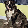 Monsta is registered to the contest to win money with this photo: dog, bulldog, brindle, pet, indoor, floor, curtains, window, yellow_wall, white_chest, sitting, reflection, flash, animal, mammal, canine, paw, ears, nose, portrait