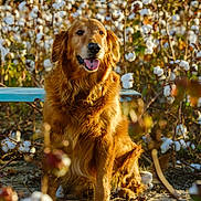 Wrigley joined the competition — help win amazing prizes! dog, golden_retriever, pet, animal, sitting, portrait, fluffy_fur, golden_fur, open_mouth, happy, tongue, outdoor, cotton_field, cotton_bolls, plants, nature, sunlight, rural, farm, close_up