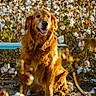 dog, golden_retriever, pet, animal, sitting, portrait, fluffy_fur, golden_fur, open_mouth, happy, tongue, outdoor, cotton_field, cotton_bolls, plants, nature, sunlight, rural, farm, close_up