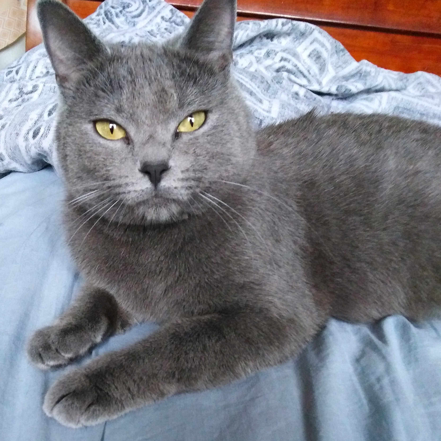 Nova