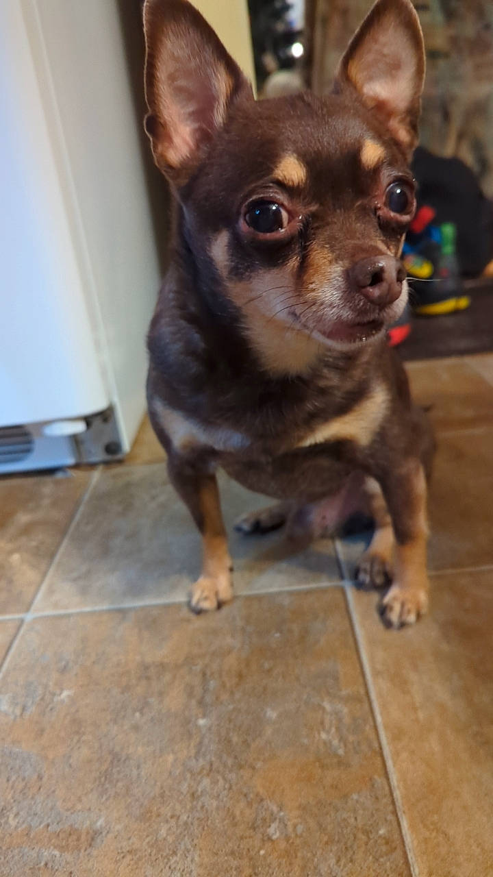 Pogo a rejoint le concours — aidez-le/la à gagner de superbes lots ! canidae, carnivore, chihuahua, companion_dog, corgi_chihuahua, dog, dog_breed, ear, fawn, flooring, fur, hardwood, russkiy_toy, snout, sporting_group, terrestrial_animal, toy_dog, whiskers, wood, working_animal