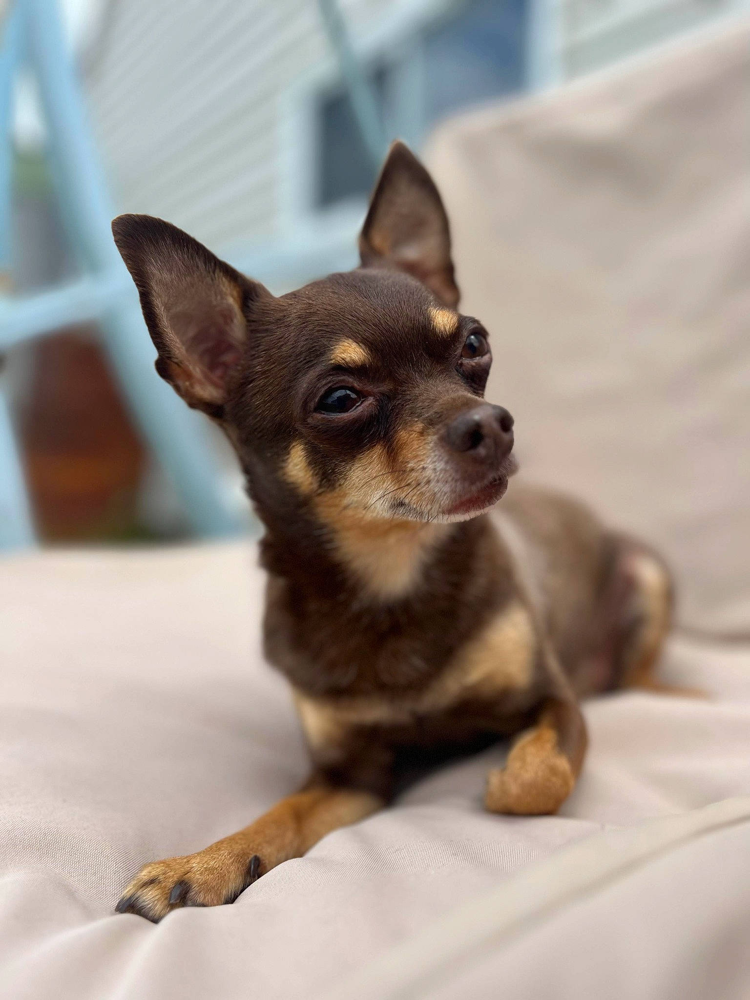 Pogo a rejoint le concours — aidez-le/la à gagner de superbes lots ! canidae, carnivore, chihuahua, companion_dog, corgi_chihuahua, dog, dog_breed, ear, fawn, fur, paw, prazsky_krysarik, russkiy_toy, snout, sporting_group, terrestrial_animal, toy_dog, whiskers, wood, working_animal