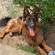 Sky a rejoint le concours — aidez-le/la à gagner de superbes lots ! animal, bush, canine, closeup, dirt, dog, fence, fur, german_shepherd, grass, greenery, happy, lying_down, nature, outdoor, panting, pet, plastic_bottle, sunlight, tongue_out