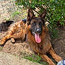 animal, bush, canine, closeup, dirt, dog, fence, fur, german_shepherd, grass, greenery, happy, lying_down, nature, outdoor, panting, pet, plastic_bottle, sunlight, tongue_out