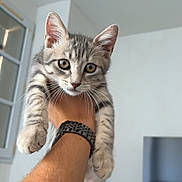Blanca a rejoint le concours — aidez-le/la à gagner de superbes lots ! animal, arm, cat, curious, cute, ears, face, furniture, gray, holding, indoor, kitten, person, pet, tabby, television, watch, whiskers, window, young