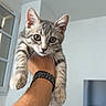 animal, arm, cat, curious, cute, ears, face, furniture, gray, holding, indoor, kitten, person, pet, tabby, television, watch, whiskers, window, young