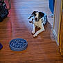 Bruce joined the competition — help win amazing prizes! dog, spotted_dog, lying_down, wooden_floor, slow_feeder_bowl, vacuum_cleaner, trash_bin, indoor, pet, animal, floor, black_and_white, resting, household, domestic, companion, canine, relaxed, home, flooring