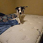 Bruce is registered to the contest to win money with this photo: dog, bed, blanket, pillow, indoor, animal, pet, mattress, walking, tail, black_and_white, canine, fur, wall, comfort, furniture, domestic, cute, playful, young_dog