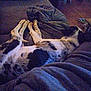 Bruce is registered to the contest to win money with this photo: dog, couch, blanket, indoor, relaxing, sleeping, pet, fur, spotted, cozy, wooden_floor, table, home, domestic_animal, resting, animal, living_room, comfort, furniture, laying_down