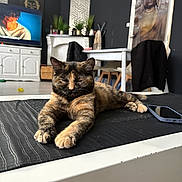 Chacha participe au concours pour gagner de l'argent avec cette photo : cat, tortoiseshell_cat, relaxed, table, living_room, television, plant, buddha_painting, black_jacket, chair, phone, white_furniture, decor, floor, wall_art, indoor, home, pet, resting, furniture