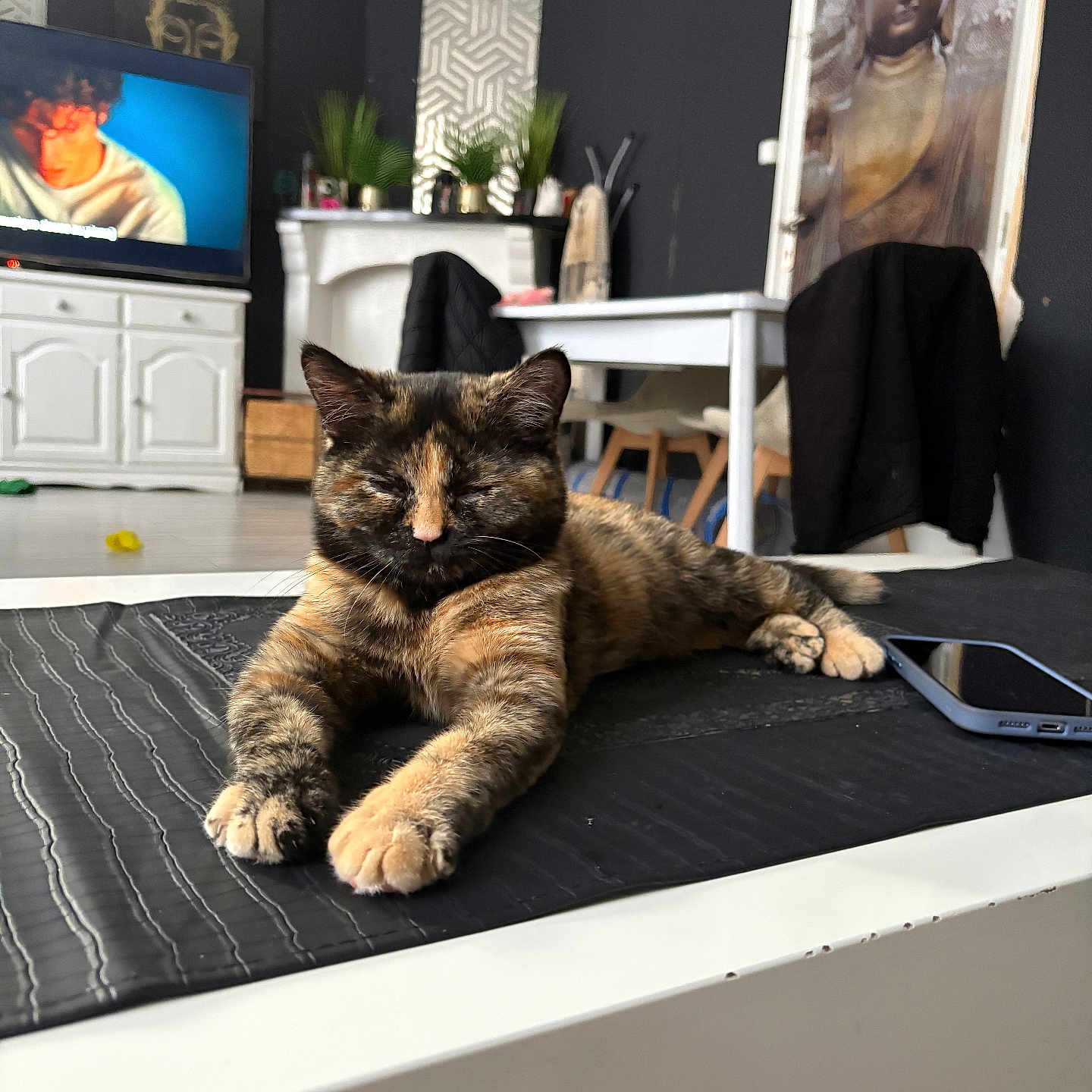 Chacha participe au concours pour gagner de l'argent avec cette photo : black_jacket, buddha_painting, cat, chair, decor, floor, furniture, home, indoor, living_room, pet, phone, plant, relaxed, resting, table, television, tortoiseshell_cat, wall_art, white_furniture