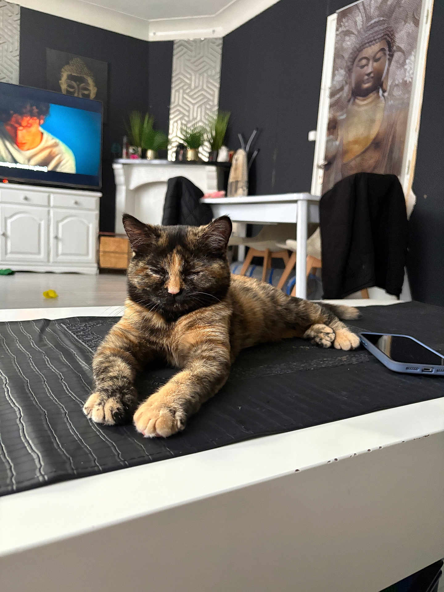 Chacha participe au concours pour gagner de l'argent avec cette photo : cat, tortoiseshell_cat, relaxed, table, living_room, television, plant, buddha_painting, black_jacket, chair, phone, white_furniture, decor, floor, wall_art, indoor, home, pet, resting, furniture