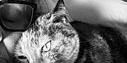 Pia-Rose participe au concours pour gagner de l'argent avec cette photo : affection, black_and_white, cat, close_up, companion, cozy, eyewear, face, fur, glasses, indoor, intimate, person, pet, portrait, relaxing, resting, snuggling, tabby, whiskers