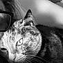 affection, black_and_white, cat, close_up, companion, cozy, eyewear, face, fur, glasses, indoor, intimate, person, pet, portrait, relaxing, resting, snuggling, tabby, whiskers