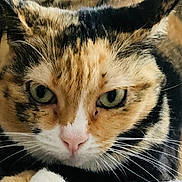 Pia-Rose a rejoint le concours — aidez-le/la à gagner de superbes lots ! animal, calico, cat, close_up, cozy, cute, domestic, face, feline, fur, green_eyes, indoor, mammal, paw, pet, pink_nose, portrait, resting, soft_surface, whiskers