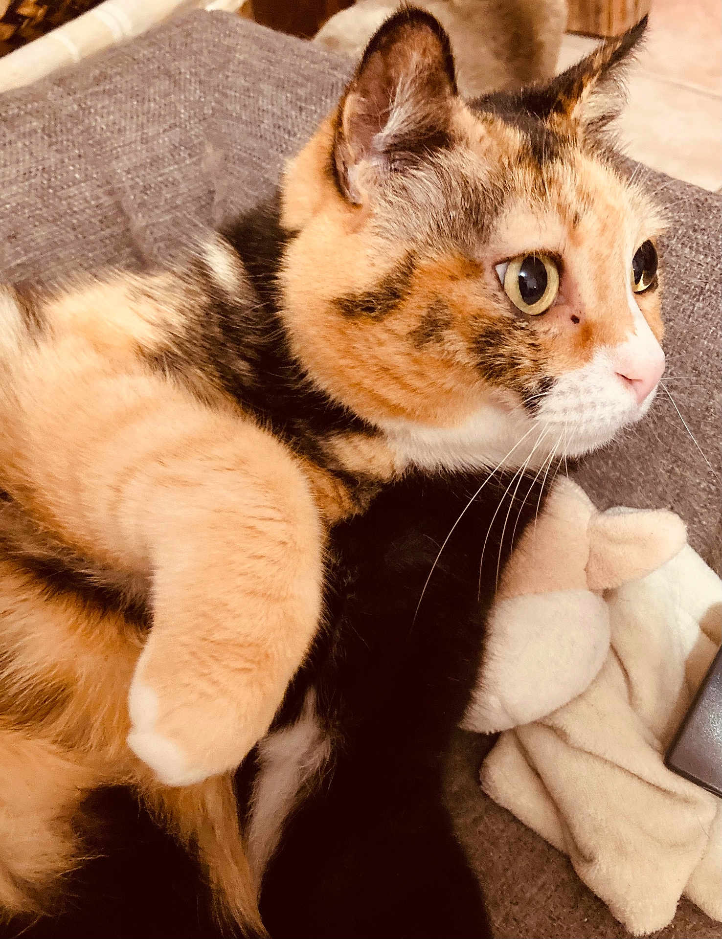 Pia-Rose participe au concours pour gagner de l'argent avec cette photo : animal, blanket, calico_cat, cat, close_up, couch, cozy, curious, cute, domestic, feline, fur, indoor, mammal, paw, pet, relaxed, resting, soft_toy, whiskers