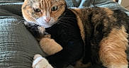 Pia-Rose participe au concours pour gagner de l'argent avec cette photo : animal, blanket, calico_cat, cat, closeup, comfort, cozy, cute, ears, feline, fur, green, home, indoor, pet, relaxed, resting, soft_fur, whiskers, white_paw