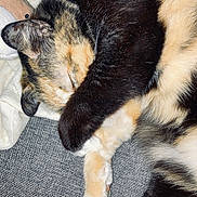 Pia-Rose a rejoint le concours — aidez-le/la à gagner de superbes lots ! cat, calico_cat, sleeping, paw, fur, blanket, plush_toy, cozy, resting, indoor, cute, pet, animal, feline, soft_texture, relaxed, close_up, whiskers, claws, couch