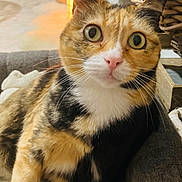 Pia-Rose participe au concours pour gagner de l'argent avec cette photo : animal, basket, calico, cat, closeup, couch, cozy, curious, domestic, ears, eyes, face, feline, furniture, indoor, mammal, pet, resting, warm_light, whiskers